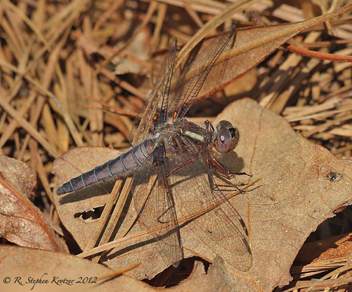 Ladona deplanata, female